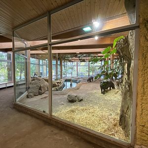 Aequatorium/Affenhaus - Western pygmy hippopotamus enclosure 011219