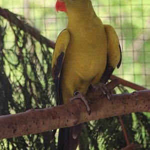 Regent parrot