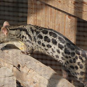 Cape genet