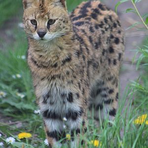 Serval