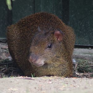 Central American agouti