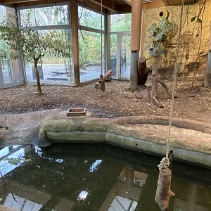 Aequatorium/Affenhaus - Western pygmy hippopotamus enclosure 011219