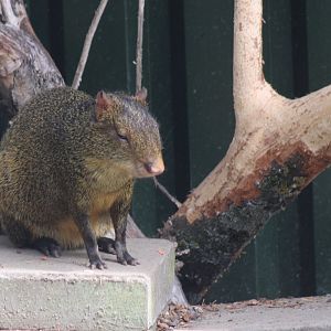 Central American agouti