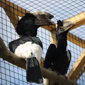 Grey-cheeked hornbills