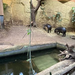 Aequatorium/Affenhaus - Western pygmy hippopotamus enclosure 011219