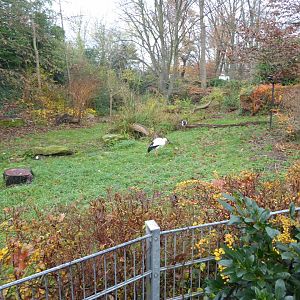 European white stork enclosure 011219