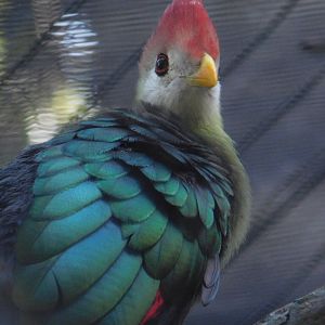 Red Crested Turaco