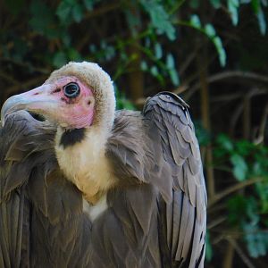 Hooded Vulture