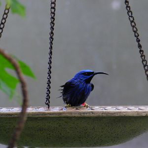 Purple Honeycreeper