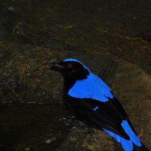 Fairy Bluebird