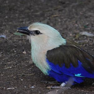 Blue Bellied Roller