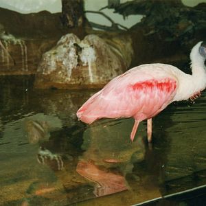 Roseate Spoonbills