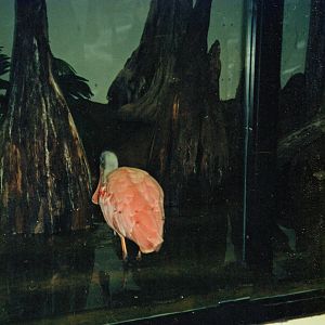 Roseate Spoonbill