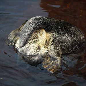 Alaskan sea otter