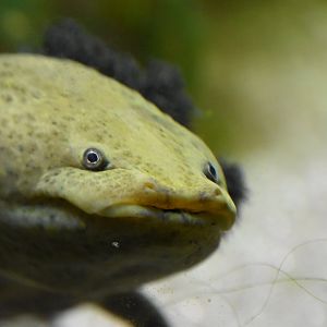 Axolotl smiling :)