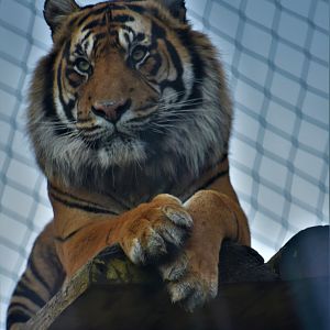 Sumatran tiger