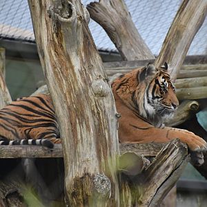 Sumatran tiger from the side