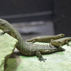 Young skinks and their parent