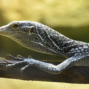 Blue tree monitor on the move