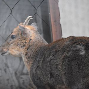 Reeves' muntjac (first time I've seen them!)