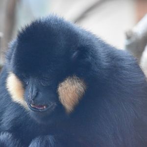 Northern White-cheeked gibbon