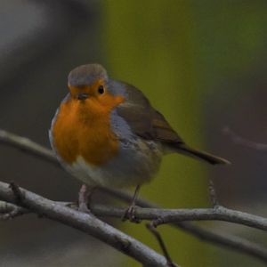 Robin
