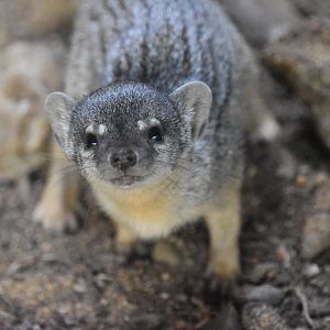 Narrow striped mongoose baby!