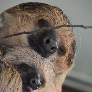 Two toed sloth baby!