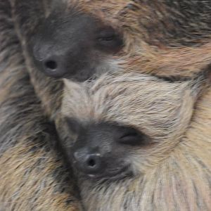 Guaranteed to be the cutest thing you have seen today