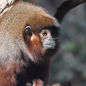 Red titi monkey
