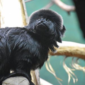 Goeldi's marmoset
