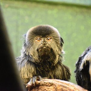 Goeldi's marmoset