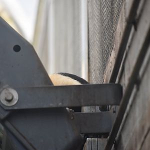 The closest I got to seeing a tamandua! :D