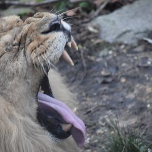 Bhanu yawning