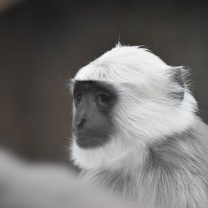 Young Hanuman langur