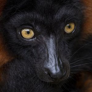 Red ruffed lemur