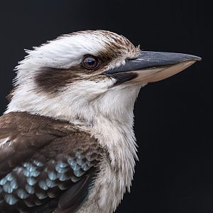 Laughing Kookaburra