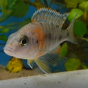 Cichlid ID