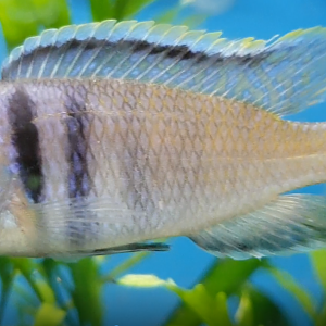Cichlid ID