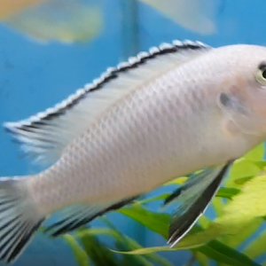 Cichlid ID