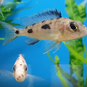 Cichlid ID