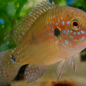 Hemichromis bimaculatus