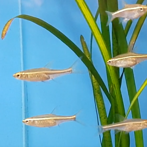 Rasbora pauciperforata