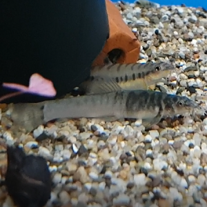 Schistura species "suratthani"