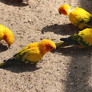 Sun conures