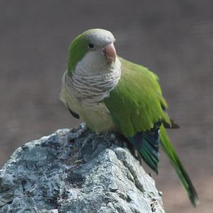 Monk parakeet