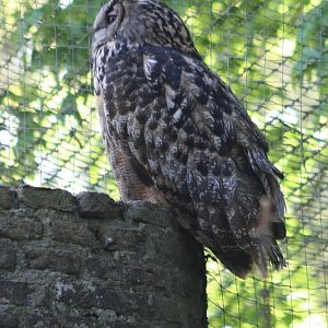 European eagle-owl