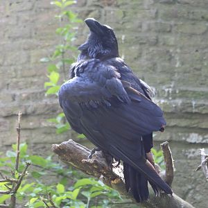 European raven