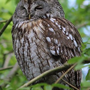 Tawny owl