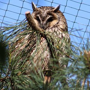 Long-eared owl